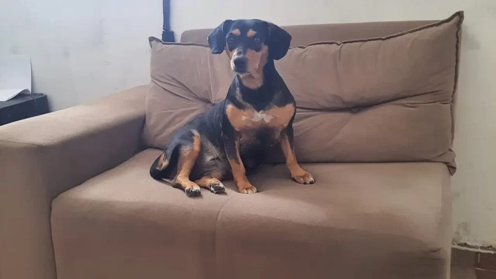 CÃES